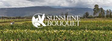 Especialidad Sunshine